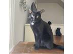 Simba, Domestic Shorthair For Adoption In Kingston, Ontario