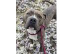 Remmy, American Pit Bull Terrier For Adoption In Oak Park, Illinois
