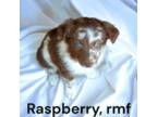 Raspberry