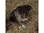 Australian Shepherd Puppy for sale in Mineola, TX, USA