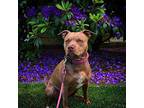 Luna, American Pit Bull Terrier For Adoption In Portland, Oregon