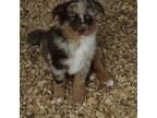 Australian Shepherd Puppy for sale in Mineola, TX, USA