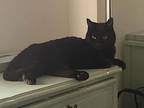 Maya, Domestic Shorthair For Adoption In Irvine, California