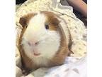 Pumpkin, Guinea Pig For Adoption In Alvaton, Kentucky