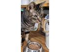 Alfred, Domestic Shorthair For Adoption In Port Mcnicoll, Ontario