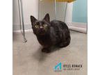 Rockey, Domestic Shorthair For Adoption In Janesville, Wisconsin