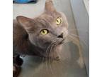 Kitty Jack, Domestic Mediumhair For Adoption In Janesville, Wisconsin