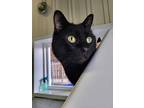 Miller, Domestic Shorthair For Adoption In Stanton, Michigan