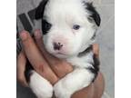 Mutt Puppy for sale in Deep Run, NC, USA