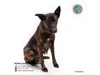 Adopt CAMMY a German Shepherd Dog, Mixed Breed