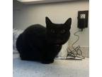 Adopt Popclaw a Domestic Short Hair