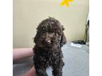 Mutt Puppy for sale in Glen Carbon, IL, USA