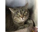 Adopt Tanya a Domestic Short Hair