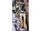 Adopt Estella a German Shepherd Dog, Shepherd