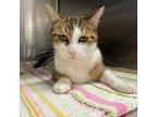 Adopt BLESSING a Tabby
