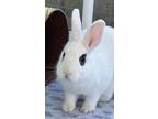 Adopt CAPTAIN CARROT a Hotot, Dwarf