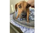 Adopt Ridgina a Rhodesian Ridgeback