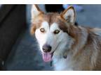 Adopt Red a Alaskan Malamute