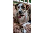 Adopt PAISLEY a Australian Shepherd