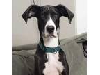 Adopt Mia a Great Dane