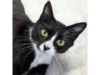 Adopt Button a Domestic Short Hair, Tuxedo