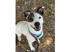 Adopt DAISYMAY a Mixed Breed