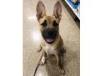 Adopt Adora a Shepherd