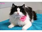 Adopt Loretta a Domestic Long Hair, Maine Coon