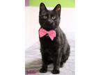 Adopt Juliette a Domestic Short Hair