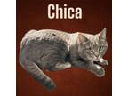 Adopt Chica a Domestic Short Hair, Russian Blue