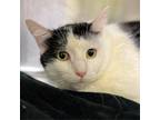 Adopt Butterball a Domestic Short Hair