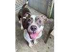 Adopt Mia a Pit Bull Terrier, American Staffordshire Terrier