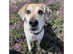 Adopt Lolly a Beagle, Mixed Breed