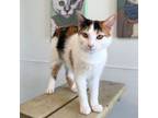 Adopt Panera a Domestic Short Hair, Manx