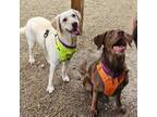 Adopt Scotch and Draco a Labrador Retriever