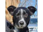 Adopt Pickles a Border Collie