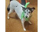 Adopt Mitsey a Rat Terrier