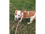 Adopt Aria a Hound, Pit Bull Terrier