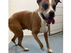 Adopt Sierra a Boxer, Mixed Breed