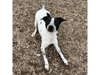 Adopt Sally a English Pointer