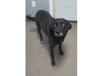 Adopt Jasmine a Labrador Retriever