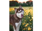 Adopt Maddie a Siberian Husky