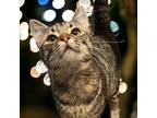 Adopt Journey a Tabby