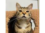 Adopt Yukon a Tabby