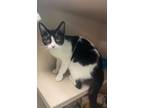 Adopt Jada a Domestic Short Hair