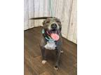 Adopt Ramona (AS) a American Staffordshire Terrier