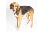 Adopt Gamay a Treeing Walker Coonhound