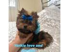 Yorkshire Terrier Puppy for sale in Pensacola, FL, USA