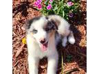 Miniature Australian Shepherd Puppy for sale in Lakeland, FL, USA