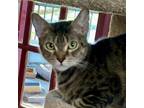 Adopt Thea a Domestic Short Hair